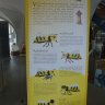 Výstava - Včelárstvo, zdravie, príroda (5).JPG