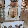 Fotogaléria - Výstava poľovníctvo a včelárstvo v Rajci (JPG) (10).jpg